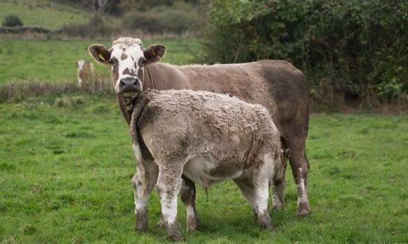 Grey cow with suckling calf